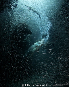 Summer loving
Every summer predators and silversides mak... by Ellen Cuylaerts 